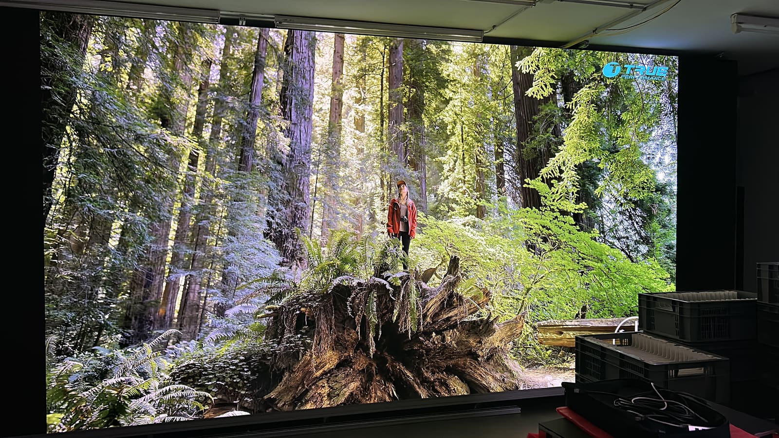 Sunlit redwood forest scene filling a TRUE dvLED wall at the Experience Center